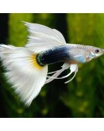Sri Lankan White Guppy