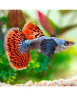 Mixed Mosaic Guppy