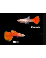 German Red Guppy Pair