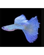 Blue Lace Guppies Pair