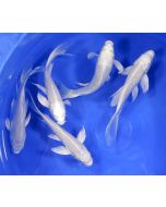 Platinum Koi