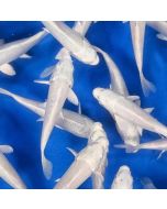 Milky White Koi