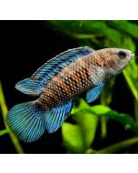 Blue Badis
