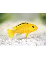 Yellow Morph