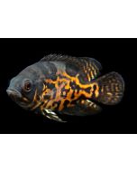 Tiger Oscar