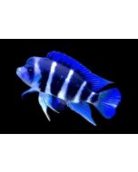 Frontosa