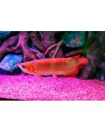 Supreme Red Arapima 20inch