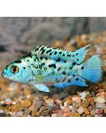 Electric Blue Jackdampsey 3inch