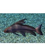Hifin Shark