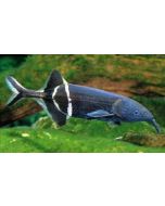Elephant Nose 7inch