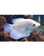 Albino Gaint Gourami