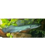 Arapima 5inch