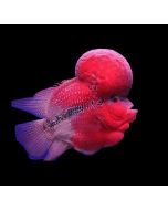 Short Body Flowerhorn