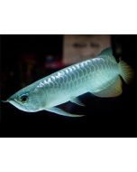 Silver Arowana 6inch