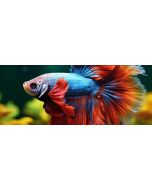 Elephant Ear Betta