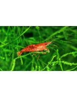 Red Shrimp