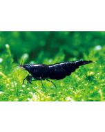 Black Shrimp