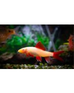 Al. Rainbow Shark