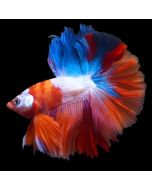 Nemo Ohm