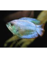 Neon Gourami