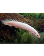 Albino Senegal