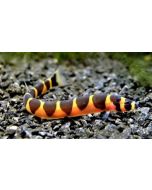 Khuli Loach