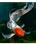 One Feet Veltail Koi