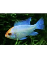 Golden Head Electic Ram