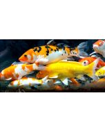 Jumbo Koi Available