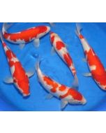 Red and White Koi