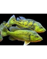 Peacock Bass Golden Kelberi