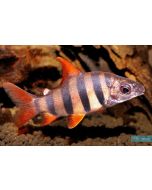 Six Barred Distichodus