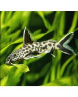 Leopard Cat Fish