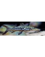 Shovel Nose Cat 12inch