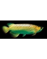 Golden High Back Arowana