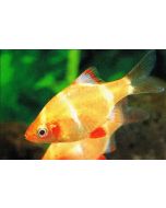 Albino Balloon Tiger Barb