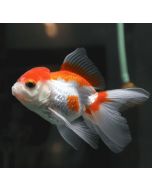 Imp Oranda