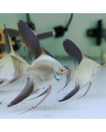 Bulgarian Angel Parent Size